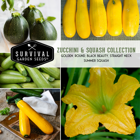 Zucchini and Squash seed collection 4 Summer squashes