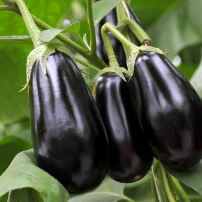 Eggplants