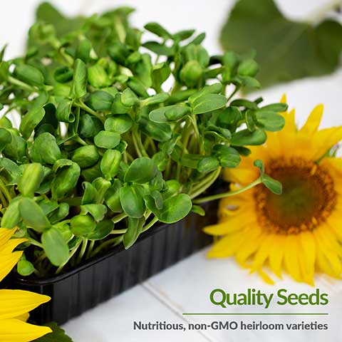 Nutritious non-GMO Heirloom Microgreen Seeds