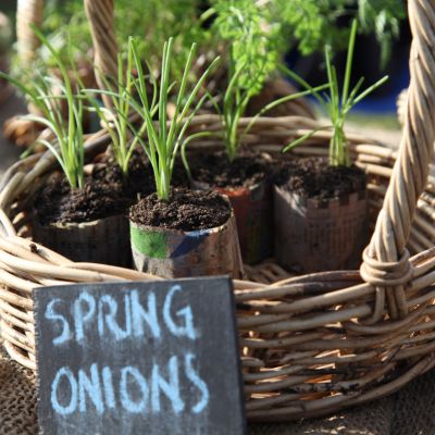 onion seedlings