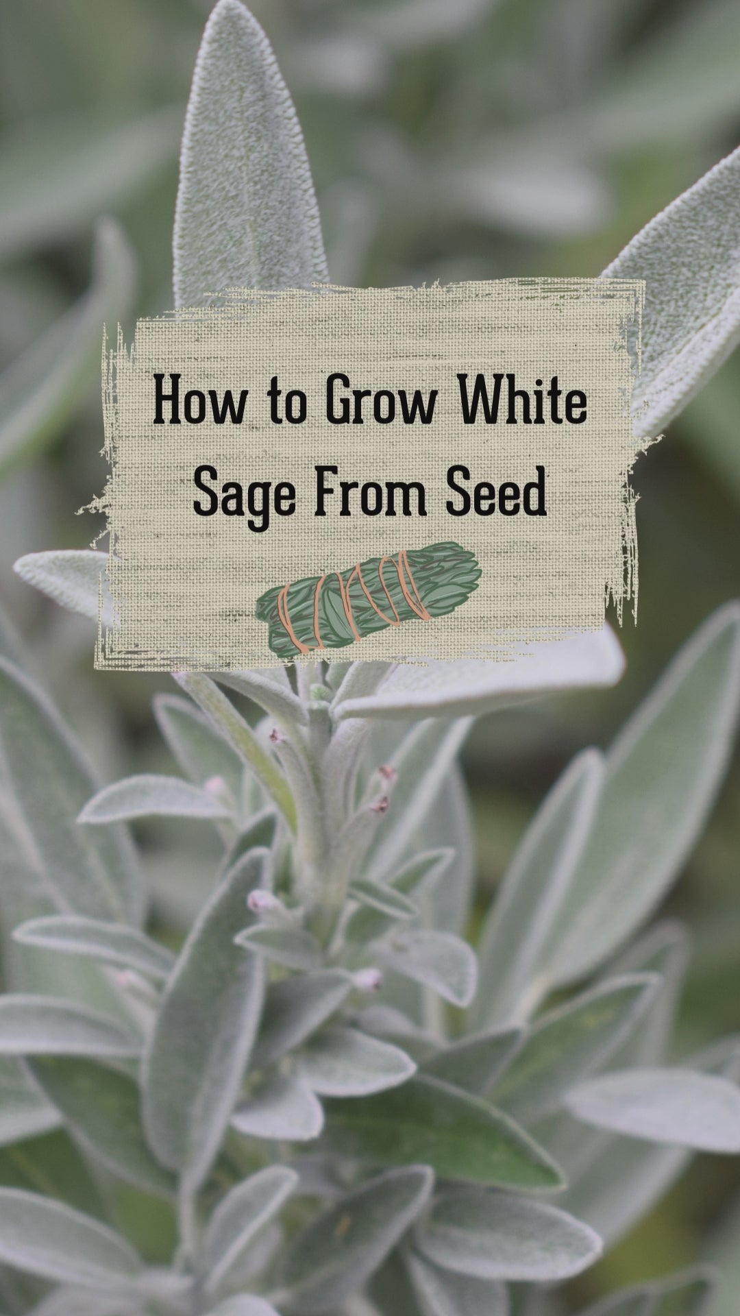 How to Germinate White Sage Seed