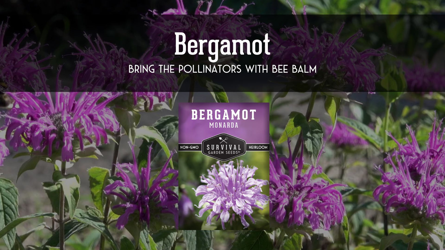 Video describing the benefits of Bergamot