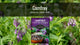 Video describing the features of comfrey