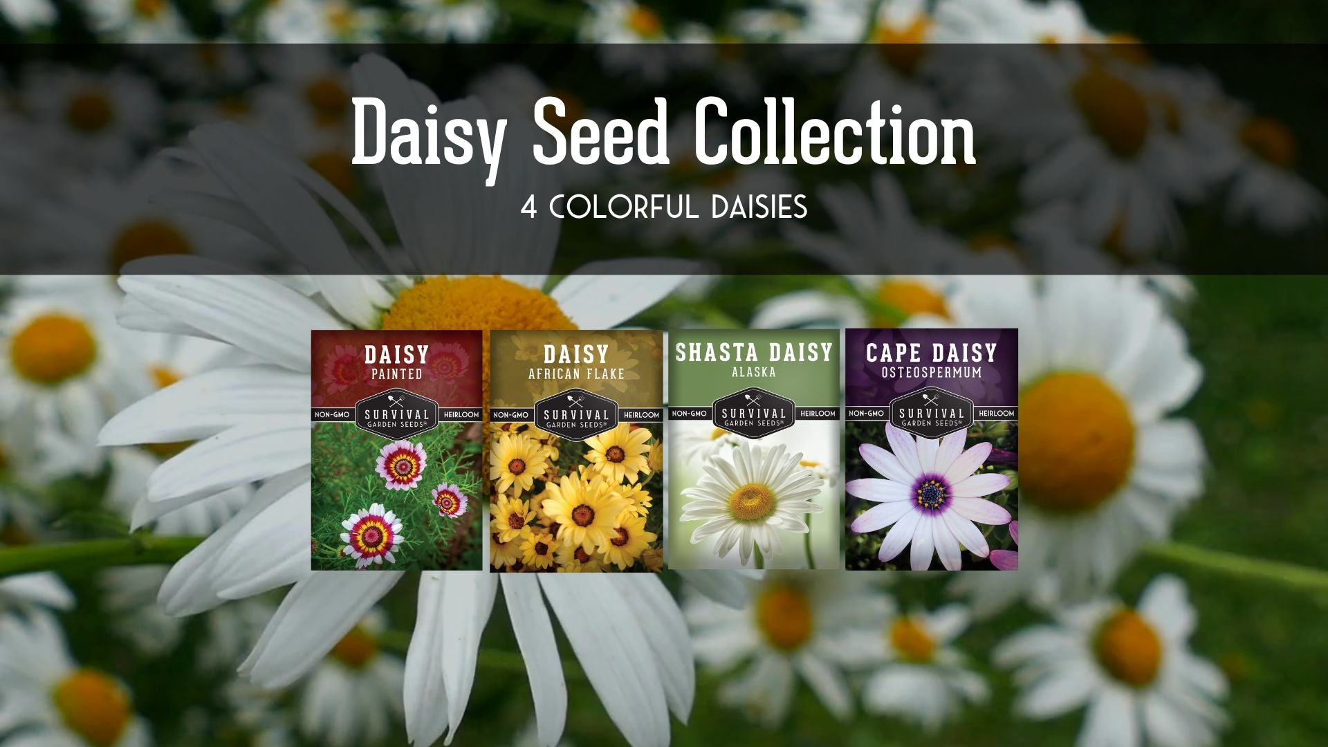 Daisy Seed Collection – SurvivalGardenSeeds