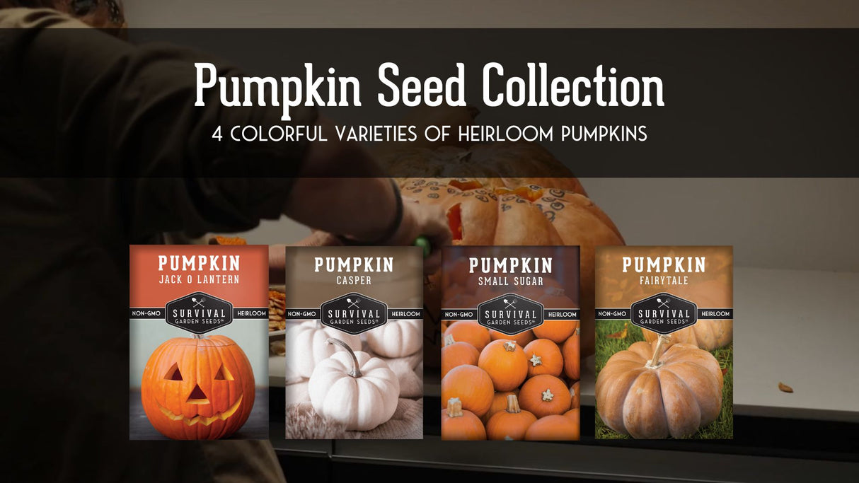 Video explaining our Pumpkin Seed Collection