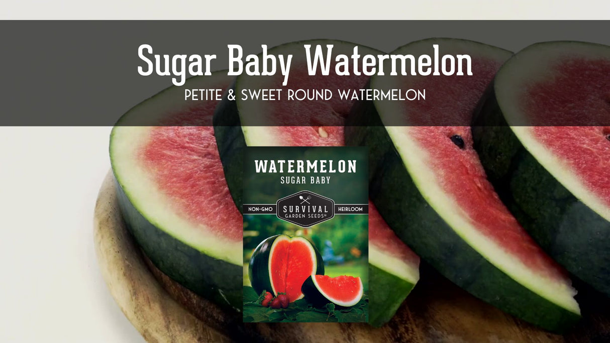 Video about Sugar Baby Watermelon seeds