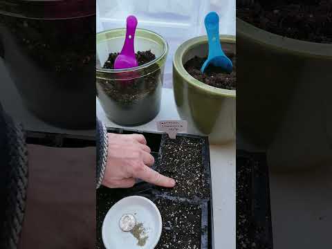 Video showing planting German Chamomile Seeds