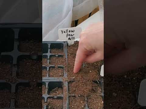 Video - planting Yellow Pear Tomato Seeds