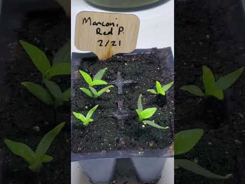 Marconi Red Pepper Seed