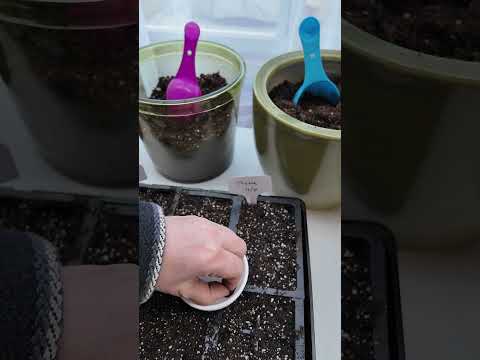 planting thyme seeds indoors Thyme Seeds – Heirloom Culinary Herb for Seasoning, Ground Cover & Con – SurvivalGardenSeeds