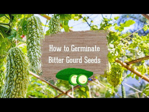 plant bitter melon from seed Bitter Melon Seeds – Heirloom Bitter Gourd – SurvivalGardenSeeds
