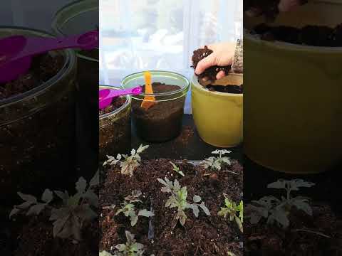 Heirloom Rainbow Mix Tomato Seed