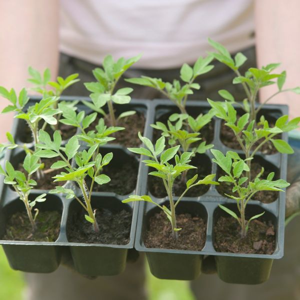 Tomato seedlings in seed starter trays