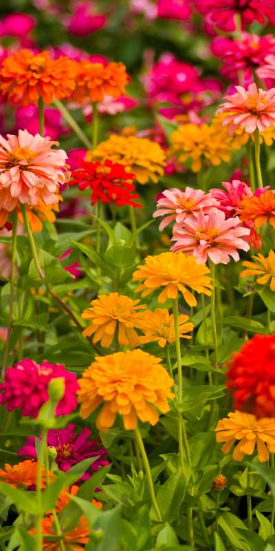 zinnias