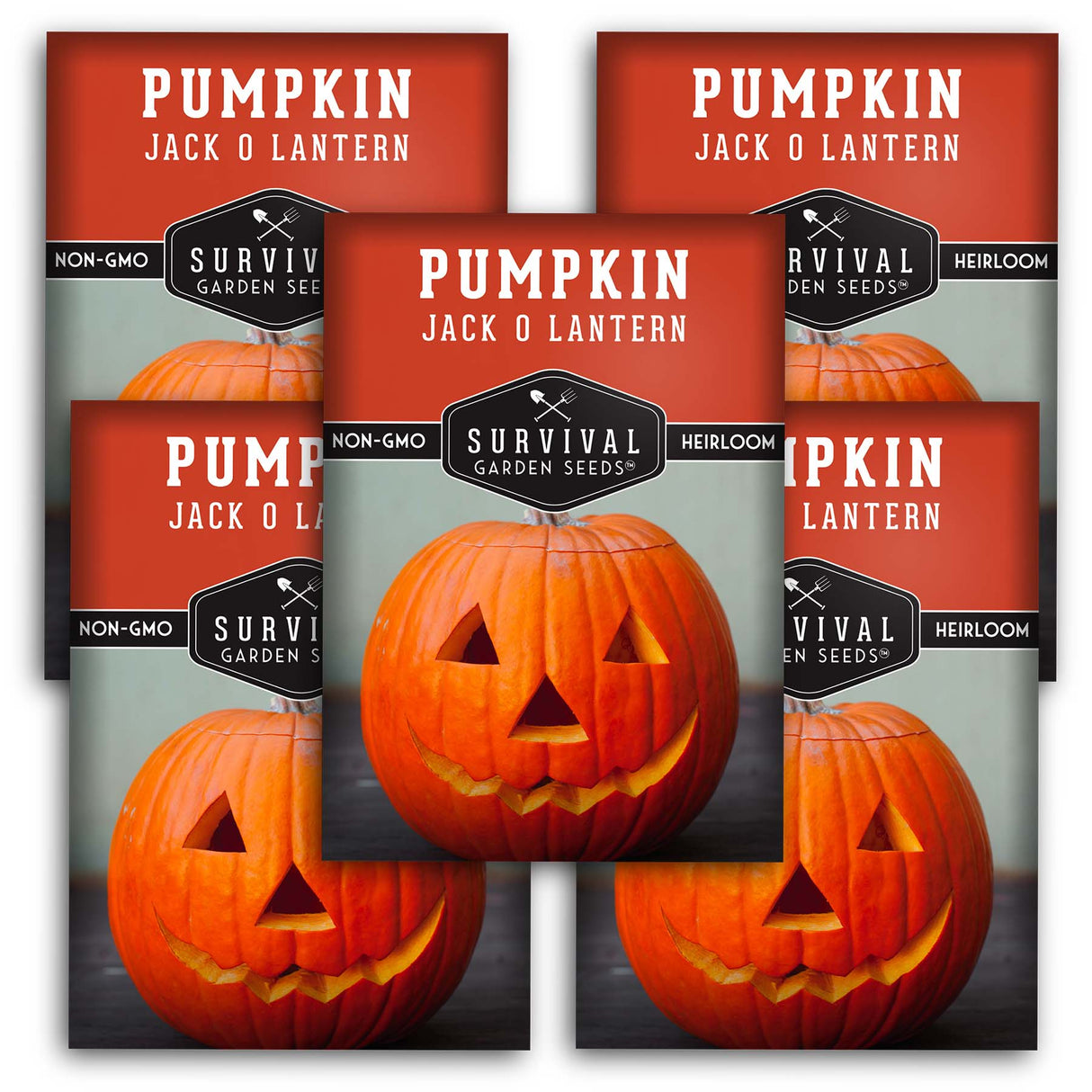 5 packets of Jack O'Lantern pumpkin seeds