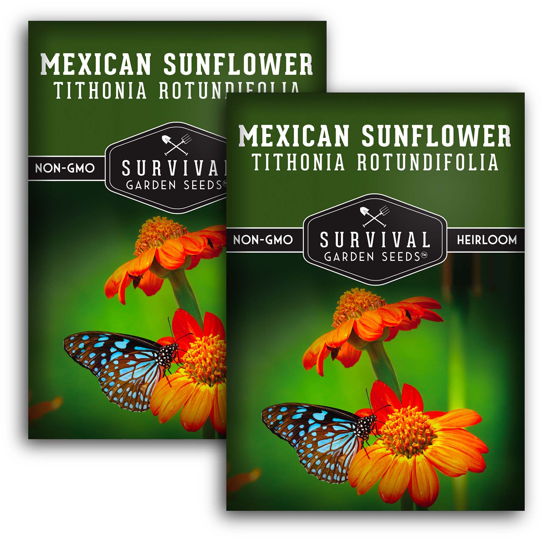 Mexican Sunflower Seeds – Heirloom Pollinator Favorite