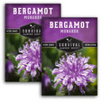 A packet of Bergamot (Monarda) seeds with an image of a purple flower on the front, labeled as non-GMO and heirloom.