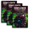 Chocolate Cherry Sunflower Seeds