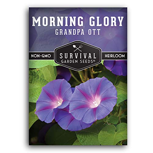Grandpa Ott Morning Glory Seed