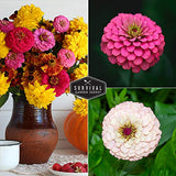 California Giants Zinnia Seed