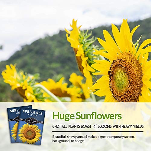 Mammoth Sunflower Seed