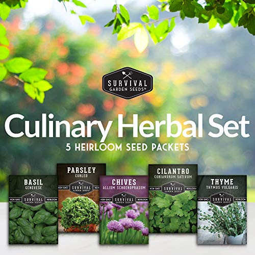 Culinary Herb Collection - Parsley, Cilantro, Basil, Chives, Thyme