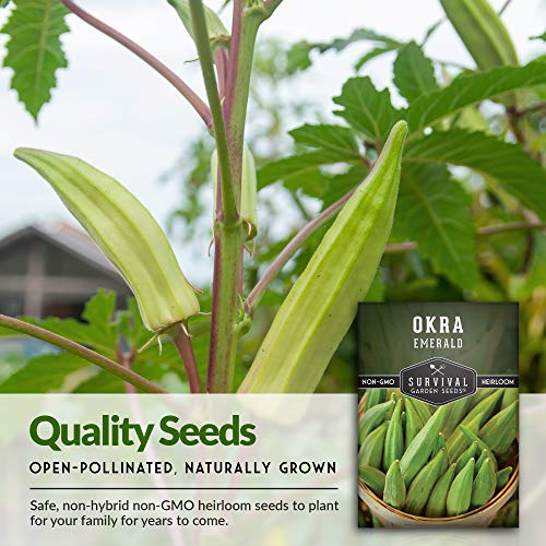 Emerald Okra Seed