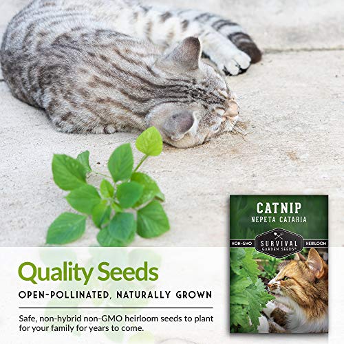 Catnip Seed