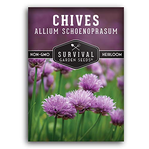 Common Chives Seed