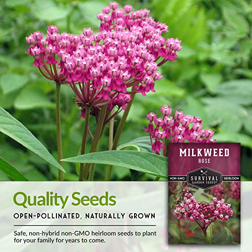 Rose Milkweed Seeds