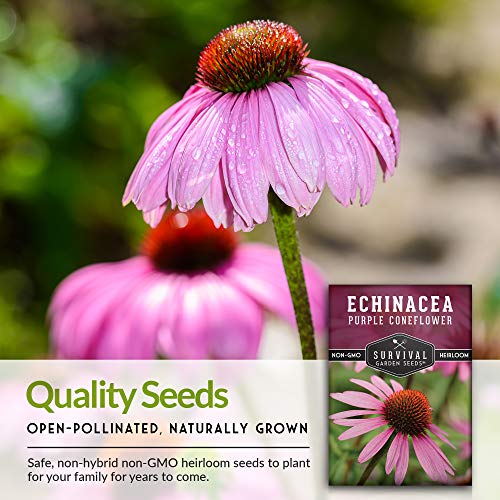 Echinacea Coneflower Seed