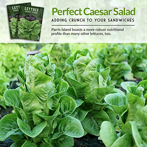 Parris Island Cos Lettuce Seed