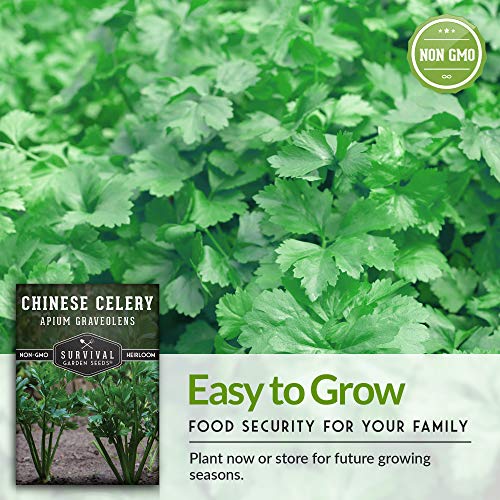 Chinese Celery Seed