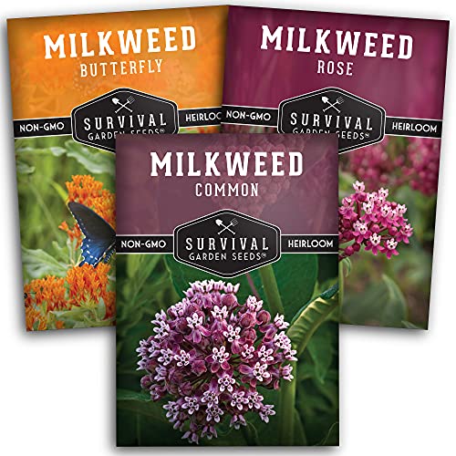 Milkweed Seed Collection - Butterfly, Rose and Common Varieties