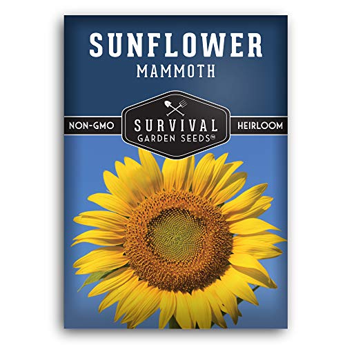 Mammoth Sunflower Seed