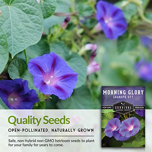 Grandpa Ott Morning Glory Seed