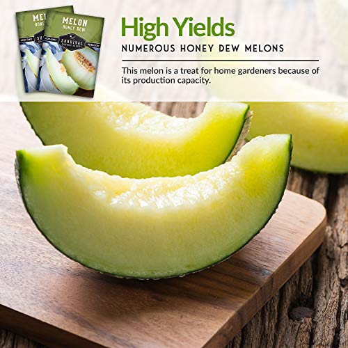 Honeydew Melon Seed