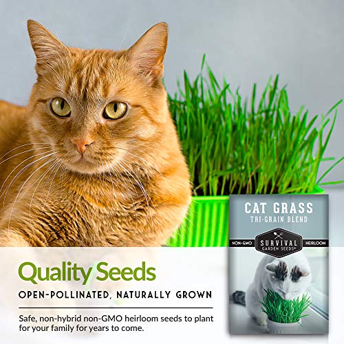Cat Grass Seed