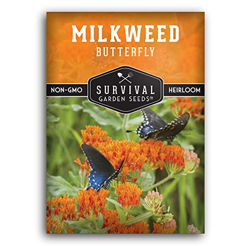 Butterfly Milkweed Seeds