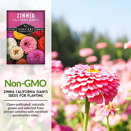 California Giants Zinnia Seed