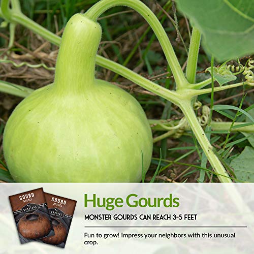 Bushel Gourd Seed