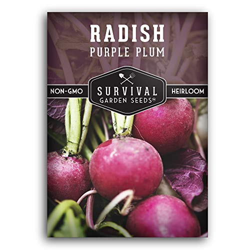 Purple Plum Radish Seed