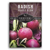 Purple Plum Radish Seed