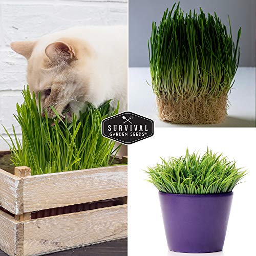 Cat Grass Seed