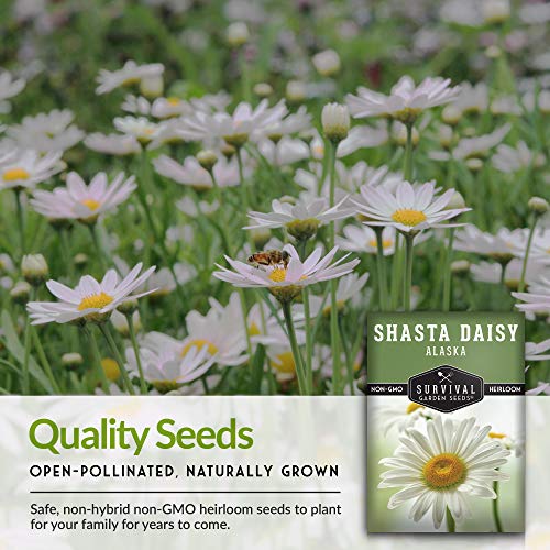 Shasta Daisy Seed