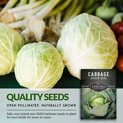 Golden Acres Green Cabbage Seed