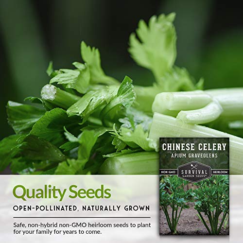 Chinese Celery Seed
