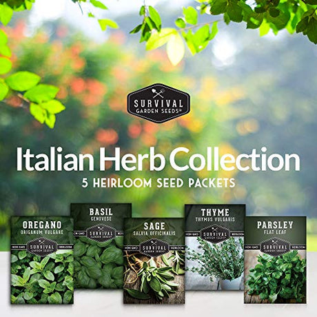 Italian Herb Collection - Basil, Oregano, Thyme, Sage, Flat Leaf Parsley