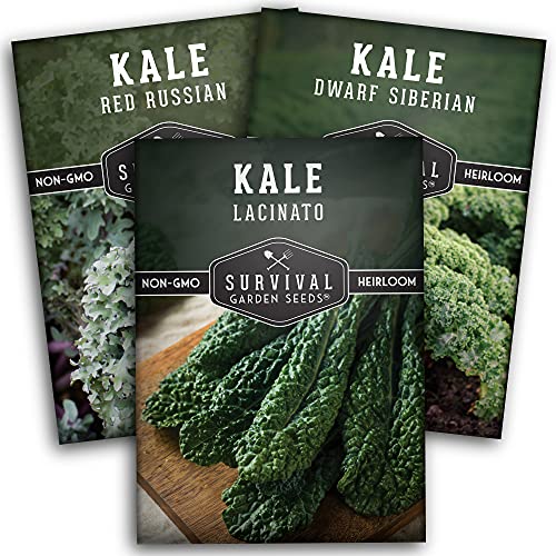 Kale Collection - Red Russian, Lacinato & Dwarf Siberian