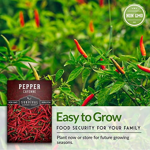 Red Hot Cayenne Pepper Seed